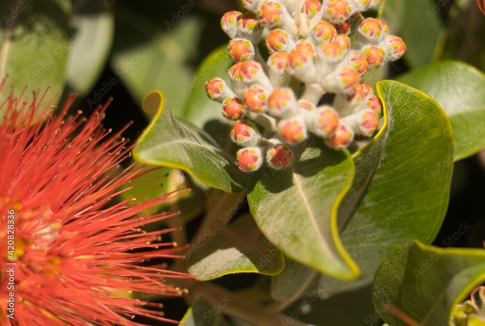 Flower buds of Pohutukawa tree (Metrosideros) also Known as New Zealand ...