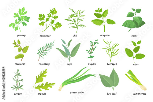 Creative green popular culinary herbs flat pictures set. Cartoon thyme, parsley, rosemary, sage, coriander, oregano, etc. isolated vector illustrations. Nutrition and spicy concept