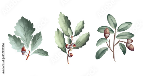 Green oak leaves and acorns. Oak crown. California red oak branch. A branch of a deciduous tree. © Katisko