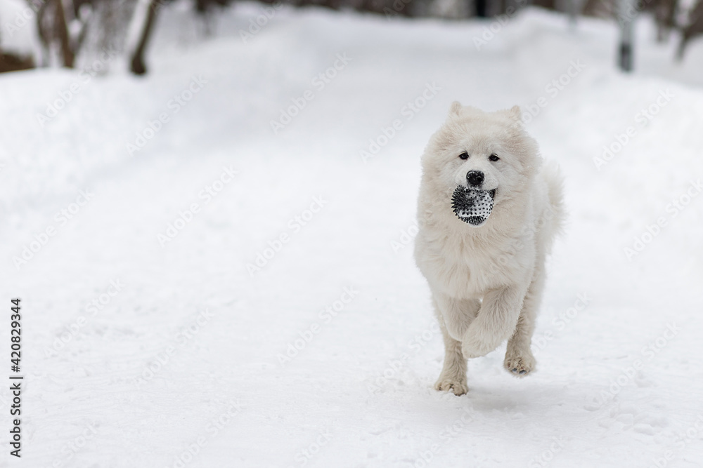 Dog breed white Samoyed Laika runs along snowy forest path with rubber ball in its teeth.