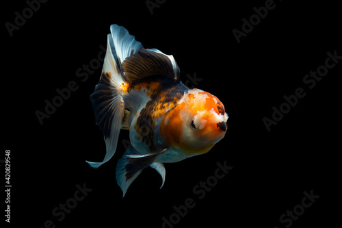 goldfish isolated on a dark black background
