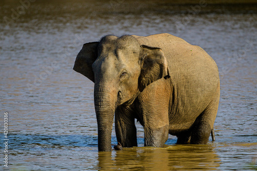 Asiatic Elephant walking around a waterhole