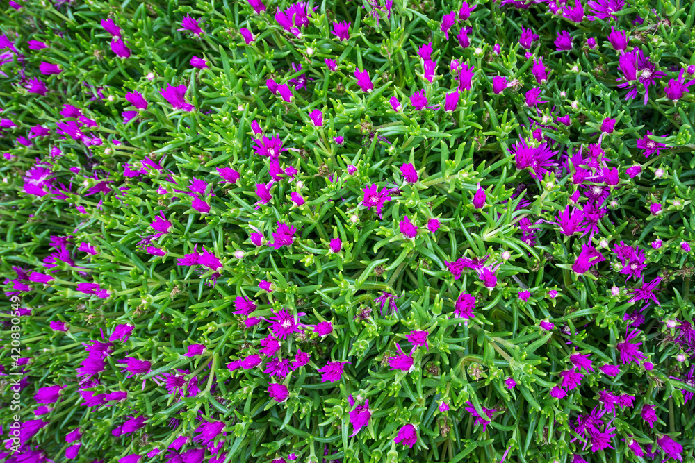 Beautiful Grass violet flower on volcanic pumice stone Beautiful Grass violet flower on volcanic pumice stone