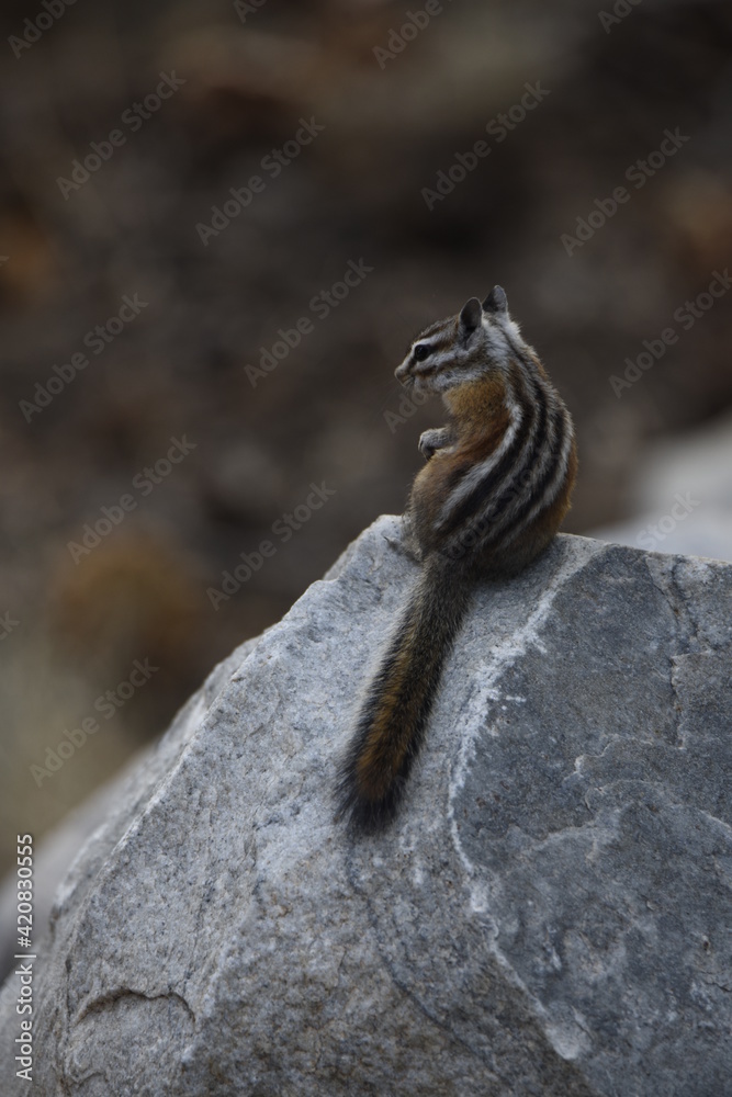 chipmunk on a rock searching for food in Great Basin National Park early morning