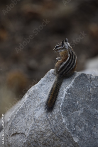 chipmunk on a rock searching for food in Great Basin National Park early morning © Brian