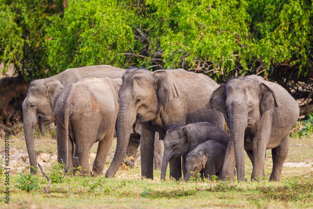 Asian elephant family group with young elephants in the middle