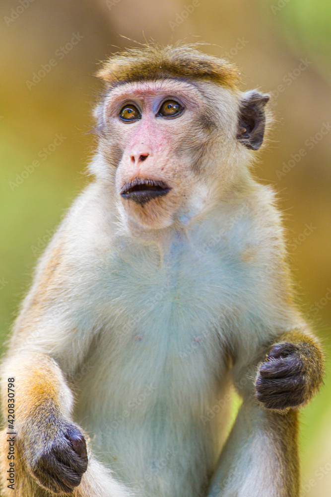 Toque Macaque male waiting to be fed at a picnic spot