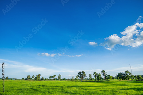 Green rice paddy fields and blue sky © sosconcan