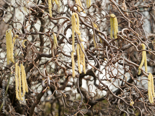 Corkscrew hazel tree or Corylus avellana 'Contorta', nicknamed 'Harold Lauder’s Walking Stick' with long spikes of flowers photo