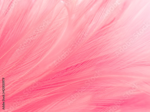 Beautiful abstract light pink feathers on white background,  white feather frame texture on pink texture pattern and pink background, love theme wallpaper and valentines day © Weerayuth
