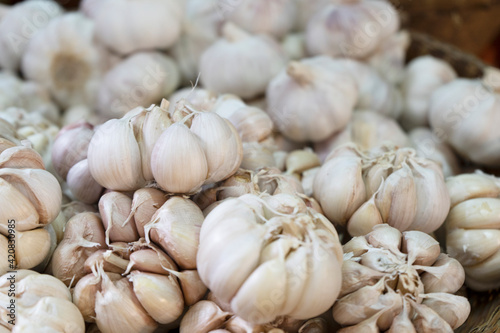 White garlic pile texture. Fresh garlic on market table closeup photo. Vitamin healthy food spice image. Spicy cooking ingredient picture. Pile of white garlic heads. White garlic head heap top view