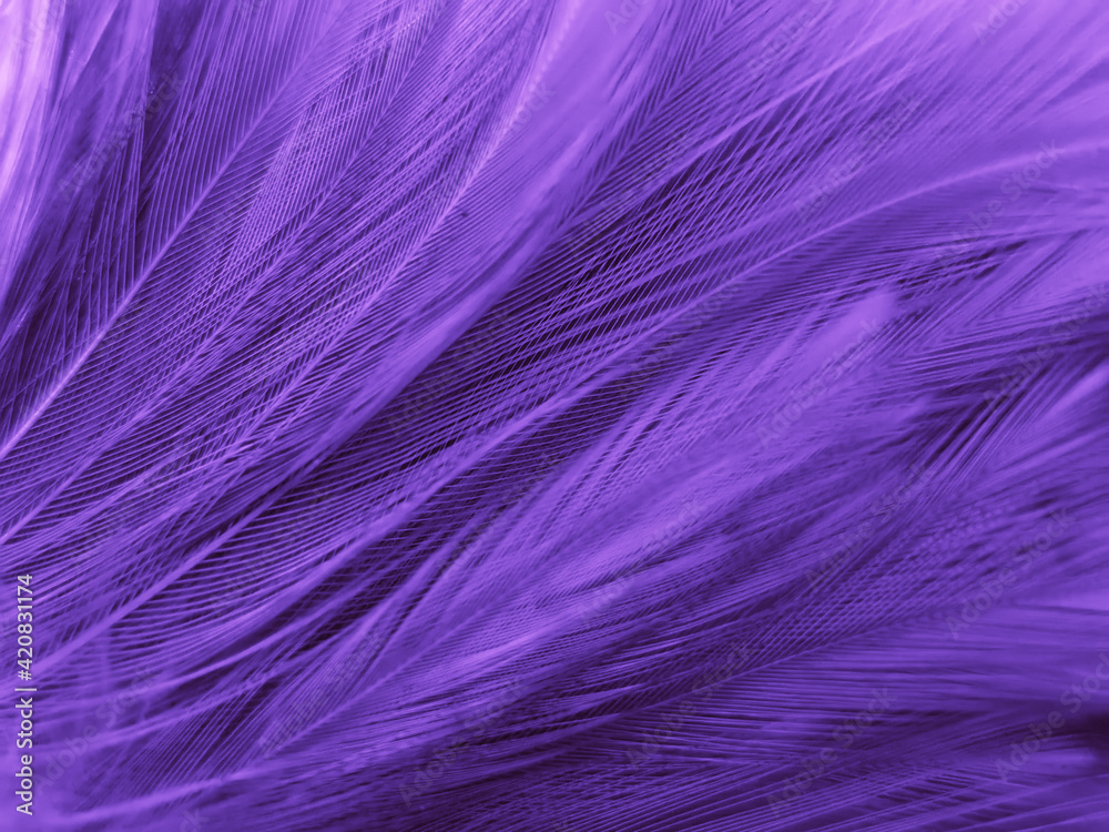 Beautiful abstract purple feathers on black background, black feather  texture on dark pattern and purple background, colorful feather wallpaper,  love theme, valentines day, pink texture Stock Photo | Adobe Stock