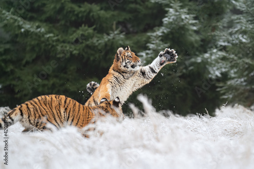 Two you siberian tigers playing in the snow. Tiger catching snow by his paws.