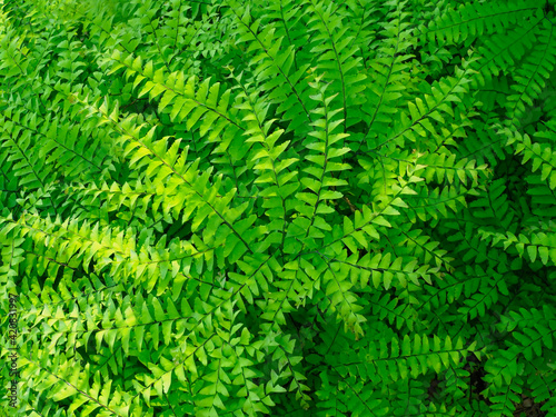 Maidenhair fern, Adiantum pedatum, a perennial.