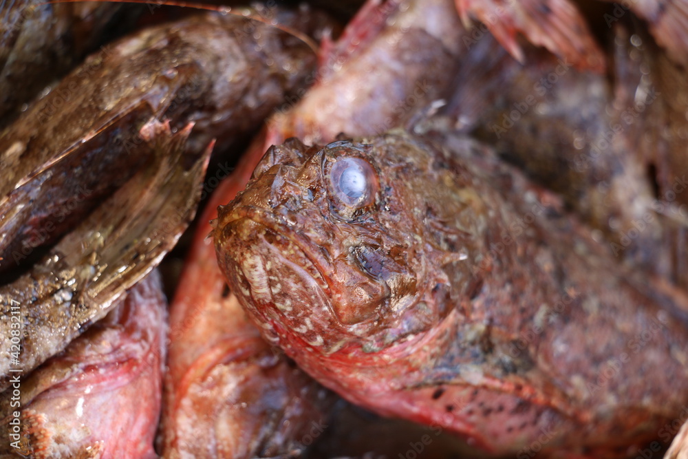 Naklejka premium selective focus. Scorpion fish at the fish stall in Istanbul