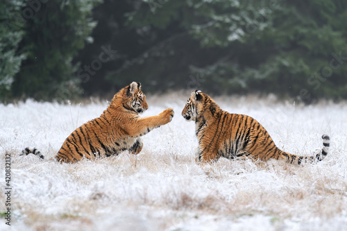 Young tigers playing in the snow. Siberian tiger in the winter in a natural habitat. Panthera tigris altaica