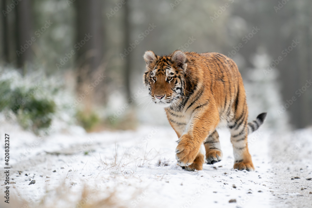 Obraz premium Siberian tiger walking, front view on path in the forest. A dangerous beast in its natural habitat.
