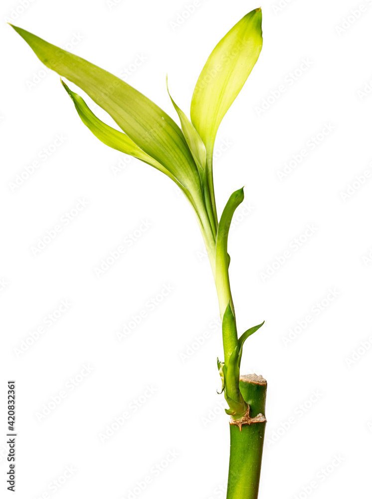 custom made wallpaper toronto digitalLucky bamboo plants isolated on white background