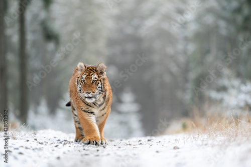 Siberian tiger walking, front view on path in the forest. Panthera tigris altaica