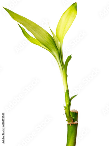 Lucky bamboo plants isolated on white background