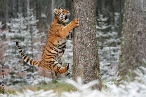 Siberian tiger hunting while jumping on the tree in pursuit of prey. Snow and cold action scene.