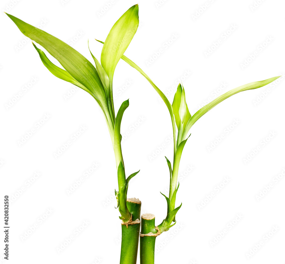 custom made wallpaper toronto digitalLucky bamboo plants isolated on white background