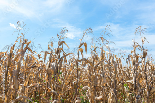 Dried corn stalks fields in the summer.