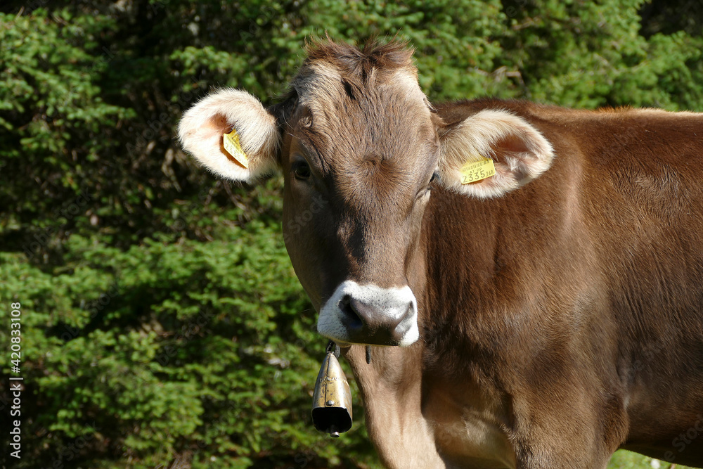 Portrait of a cow in Austrian mountains