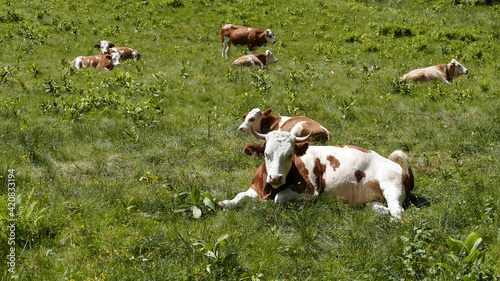 Herd of cows on a meadow in the Bavarian mountains, Germany