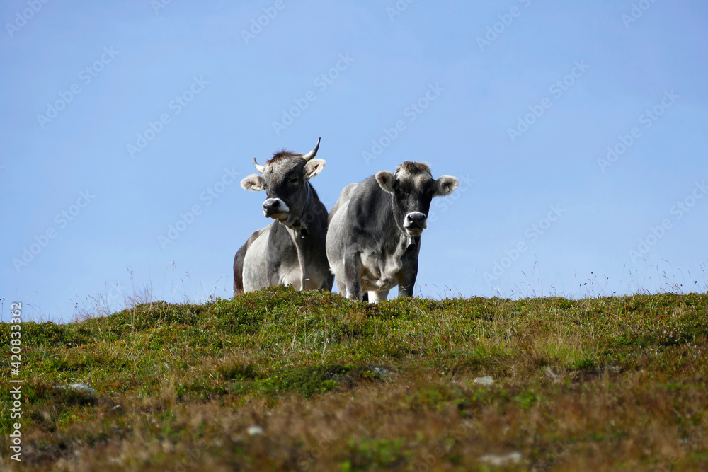 Fototapeta premium Cows and bulls on a meadow in Austrian mountains