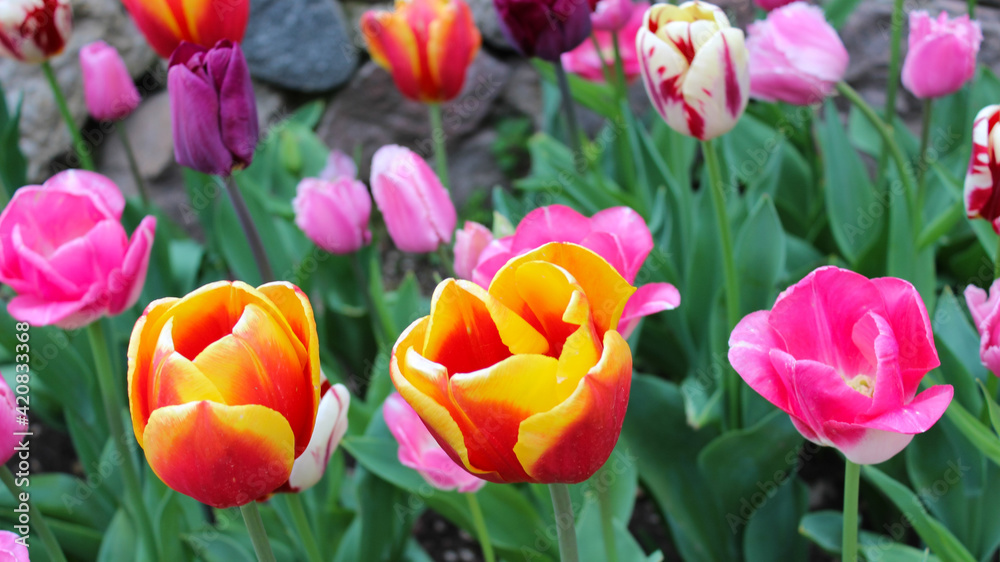 Blooming tulips in Sigurta Park, Valeggio sul Mincio, Italy, winner of the 2013 Most Beautiful Park Award in Italy. Field of multicolored tulips. Natural light. Blooming tulips in Sigurta Park, Valeggio sul Mincio, Italy, winner of the 2013 Most Beautiful Park Award in Italy. Field of multicolored tulips. Natural light.
