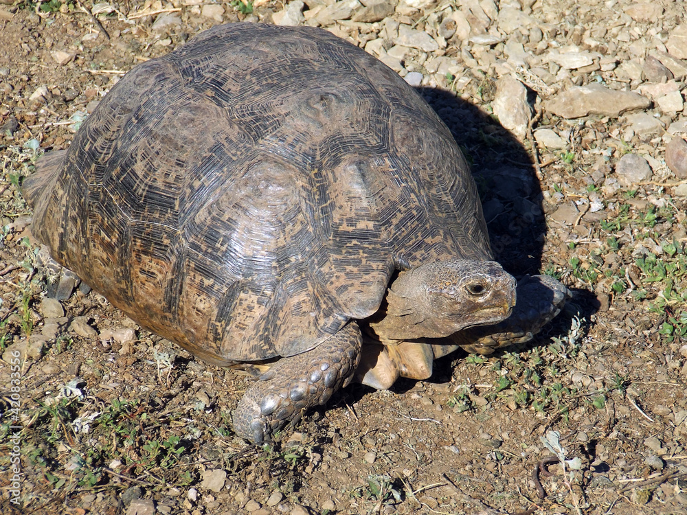 Obraz premium Leopard Tortoise, Stigmochelys pardalis, large adult in the wild, Overberg Klein Karoo region, Western Cape Province, South Africa
