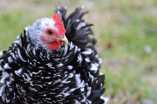 Frizzle Pekin Hen 