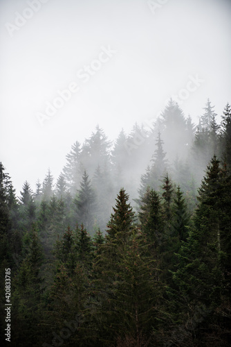 Fototapeta Naklejka Na Ścianę i Meble -  fog in the mountains