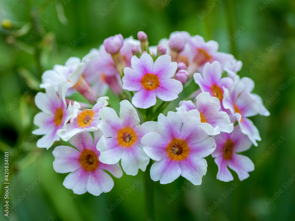 Obraz premium Close-up of a Candelabra Primrose.