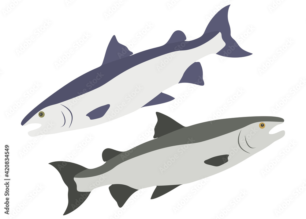 Fototapeta premium Salmon fish blue and green in the set.