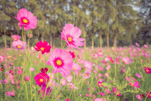 Pink cosmos flowers in the field.