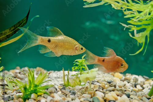 Pethia conchonius