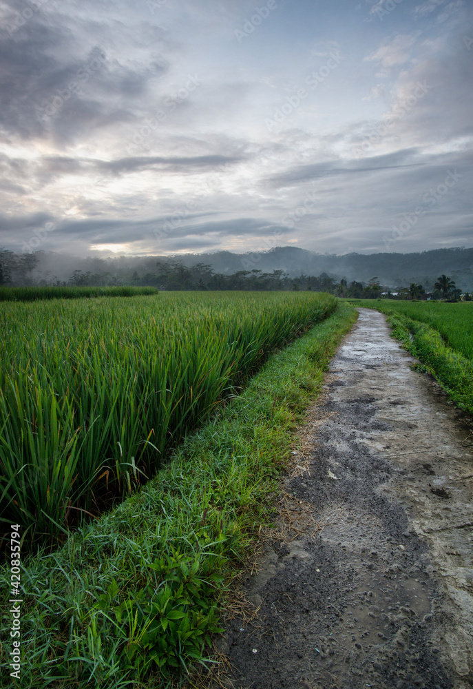 A small road in the middle of rice fields in the morning A small road in the middle of rice fields in the morning