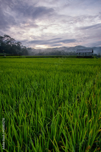 The extensive rice fields in the morning  the leaves of the plants are green