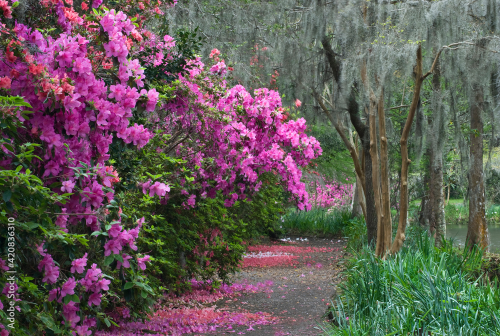 USA, South Carolina. Blooming azaleas on Middleton Plantation.