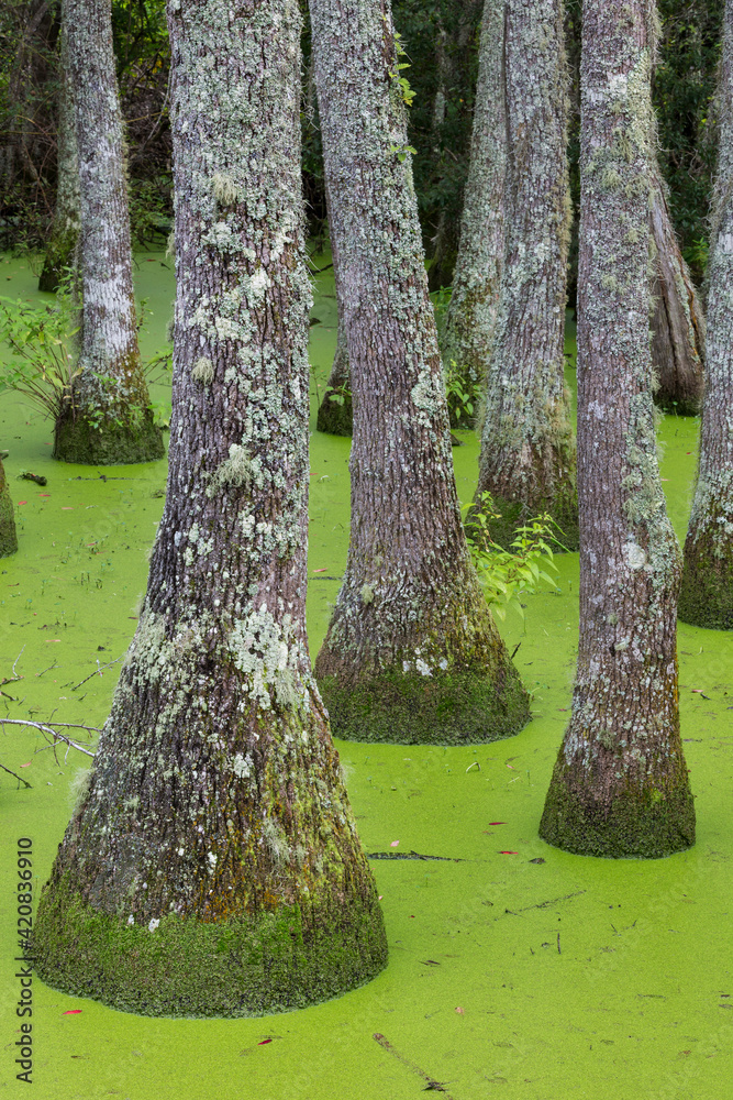USA, South Carolina, Charleston, Magnolia Plantation. Tupelo trees in swamp water. USA, South Carolina, Charleston, Magnolia Plantation. Tupelo trees in swamp water.
