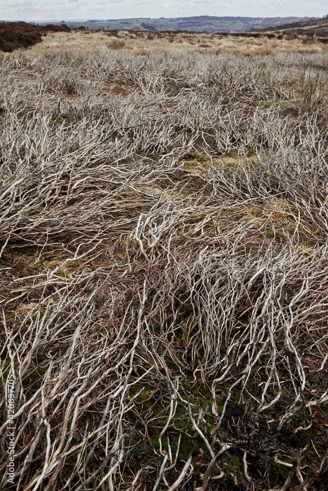 Windswept burnt heather stalks on Yorkshire moorland Windswept burnt heather stalks on Yorkshire moorland