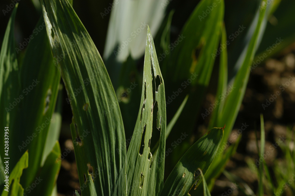 Obraz premium Schneckenfrass an Iris