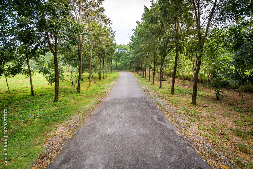 Paved road in the park.