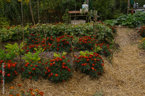ogród warzywny, uprawa warzyw, jarzyny w ogrodzie, warzywniak, wieś, rolnictwo, zdrowie, rośliny, 