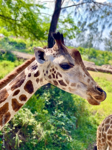 Photography portrait of a giraffe