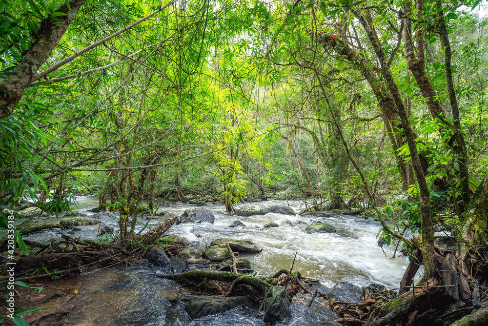 Trees with tree roots in the forest beside waterfall at Khao Yai National Park, Pak Chong, Nakhon Ratchasima, Thailand.