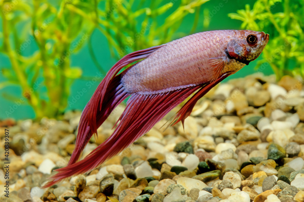 The Siamese fighting fish (Betta splendens), also known as the betta ...