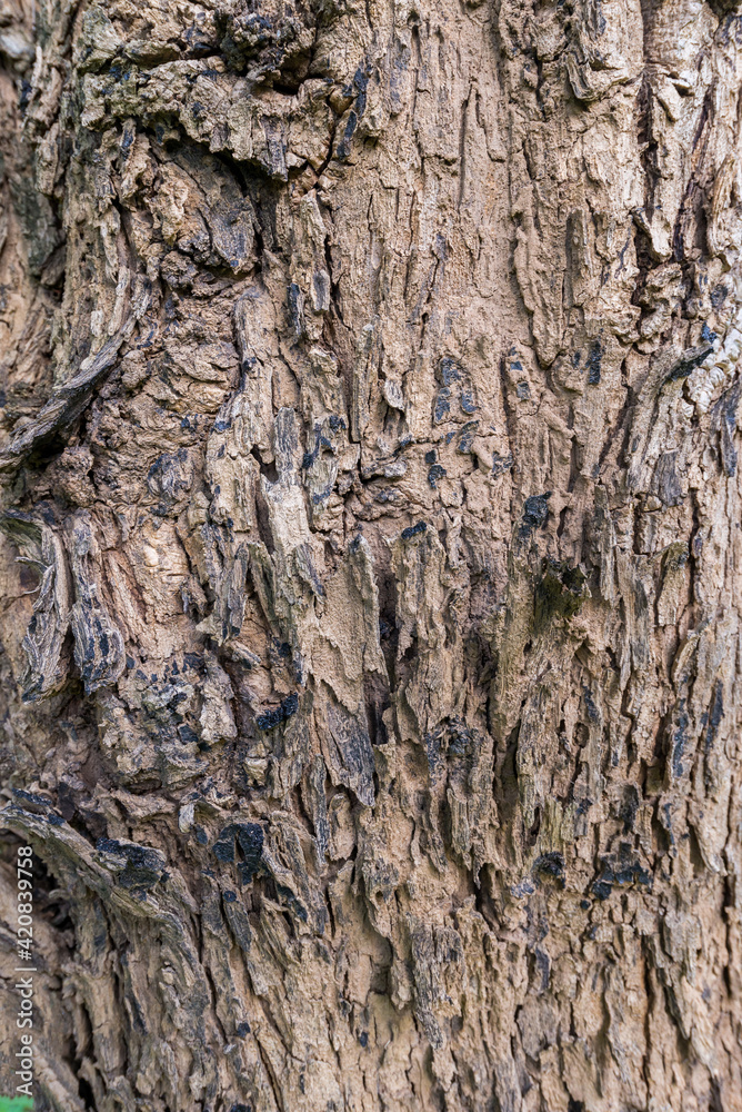 Tree trunks and bark in the forest. Tree trunks and bark in the forest.